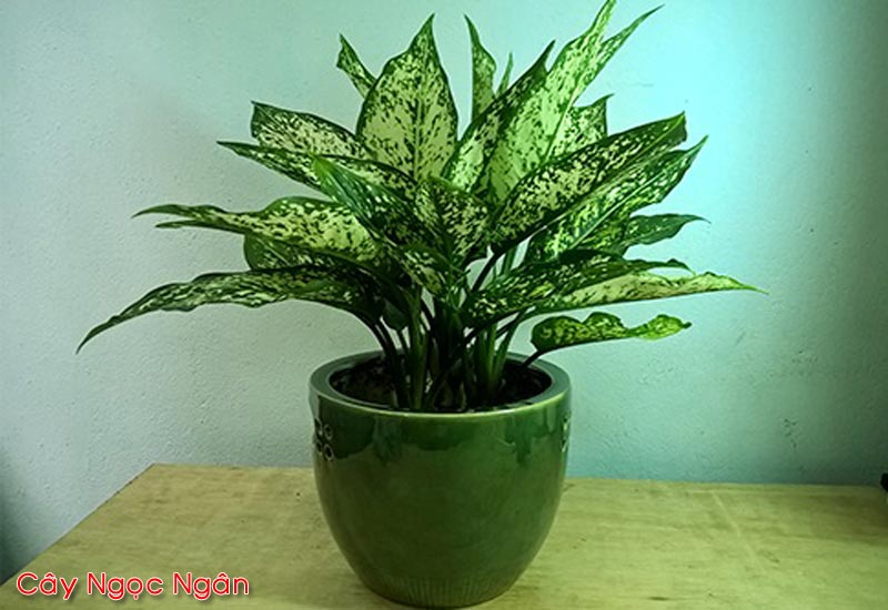 Cây Ngọc Ngân