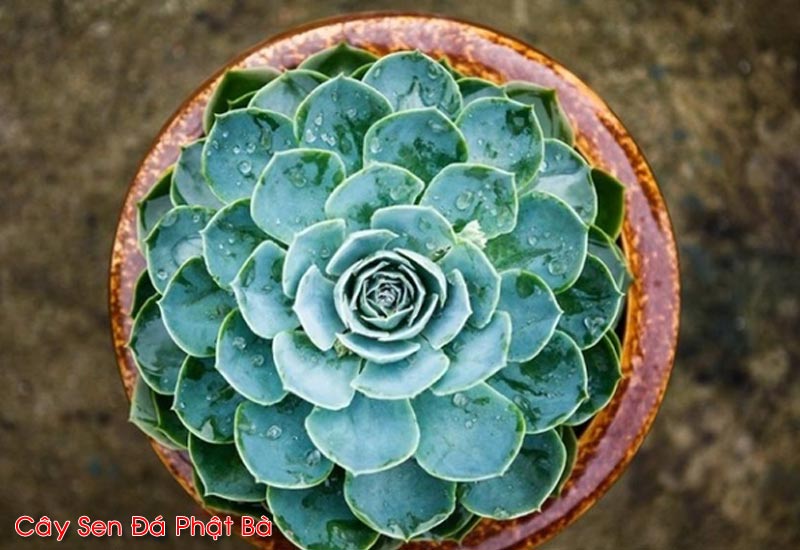 Cây Sen đá Phật Bà