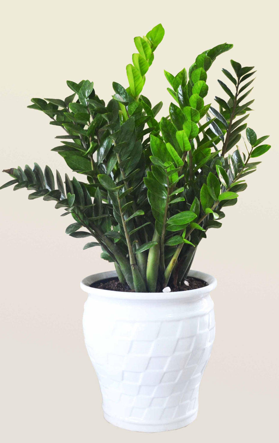 Cay Phong Thuy Trong Nha 1