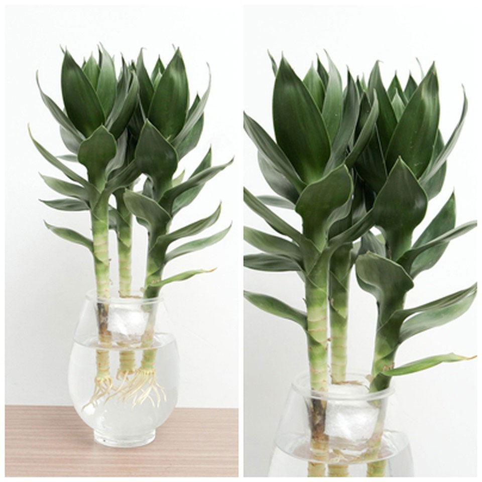 Cay Phong Thuy Trong Nha 2