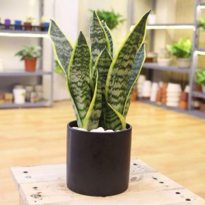 Cay Phong Thuy Trong Nha 3