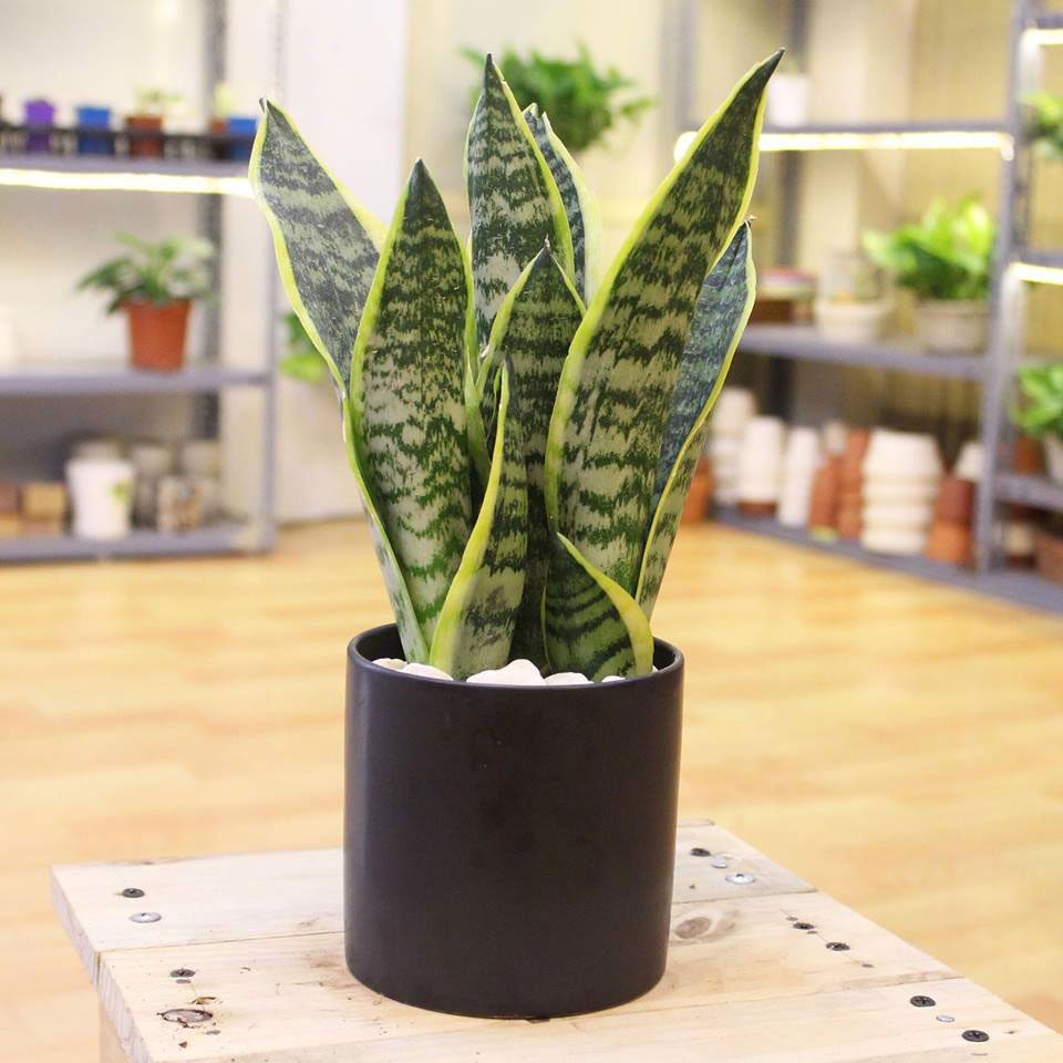 Cay Phong Thuy Trong Nha 3