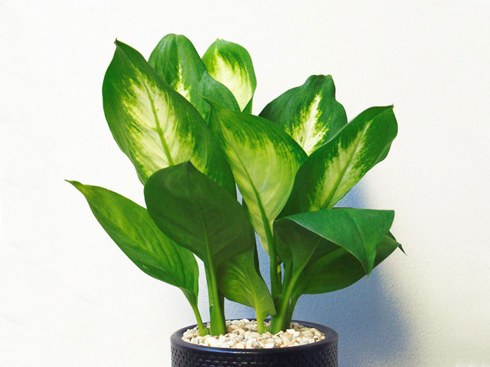 Cay Phong Thuy Trong Nha 4