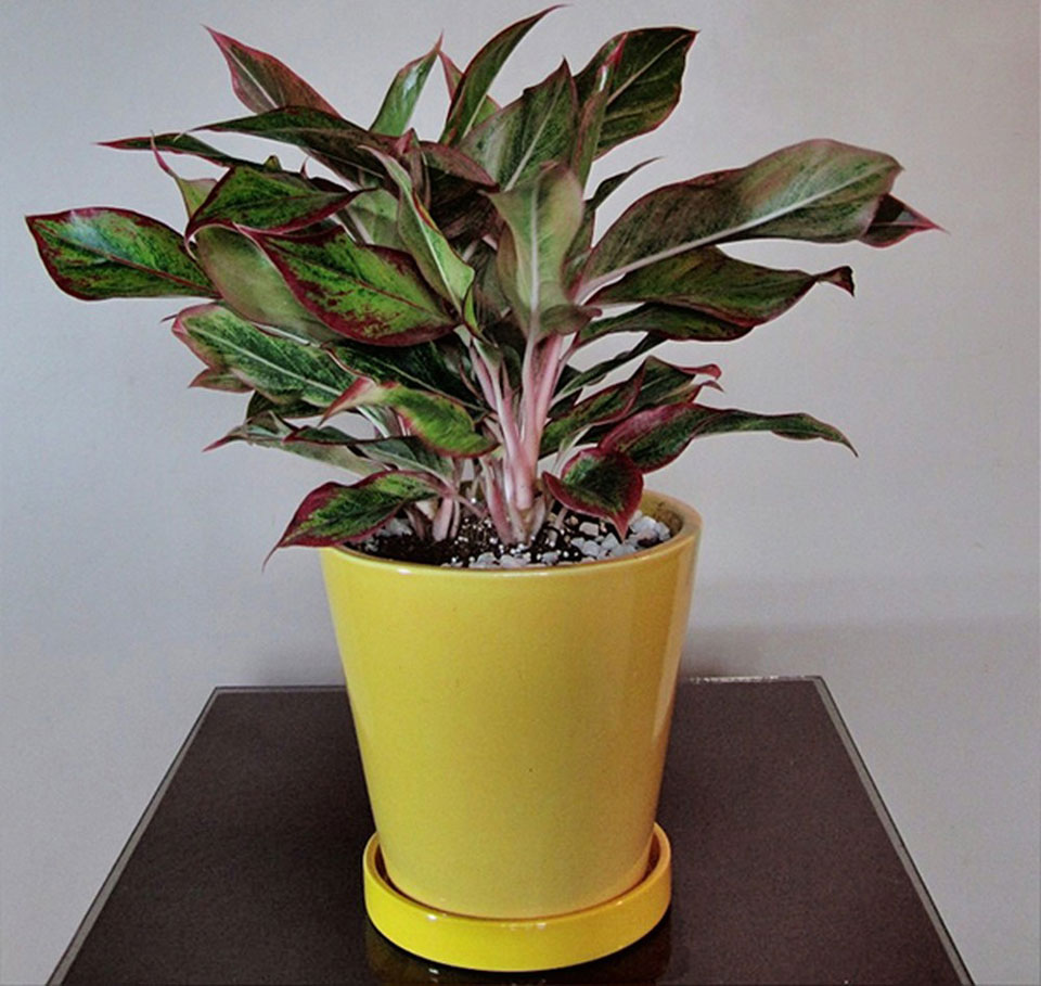 Cay Phong Thuy Trong Nha 5