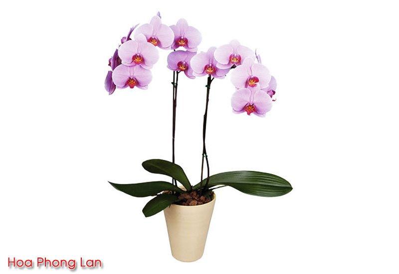 Hoa Phong Lan, Cây Hoa Lan