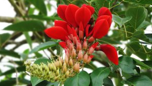 Tim Hieu Y Nghia Cay Osaka Do Cach Trong Cach Cham Soc Chi Tiet 202302070507053815