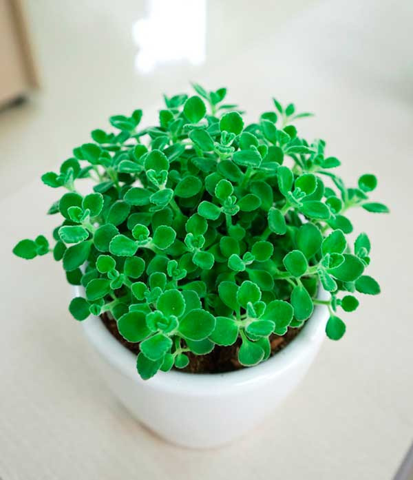 Cây Nhất Mạt Hương