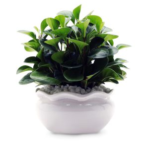 Cay Phong Thuy Tuoi Tan Dau 1981 3