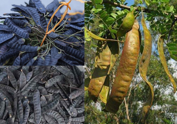 Bo Ket La Gi Cung Hinh Anh Va Cach Dung Cua Cay Bo Ket Ra Sao