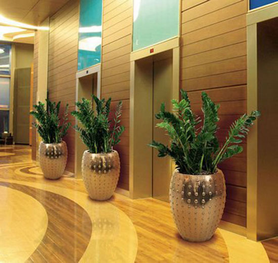 Cay Kim Tien Phong Thuy 1a